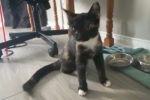 Ismina. Shy Kitten, Finds New Home And A New Friend 