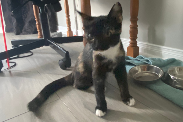 Ismina. Kitten for adoption. Toronto GTA Durham Region