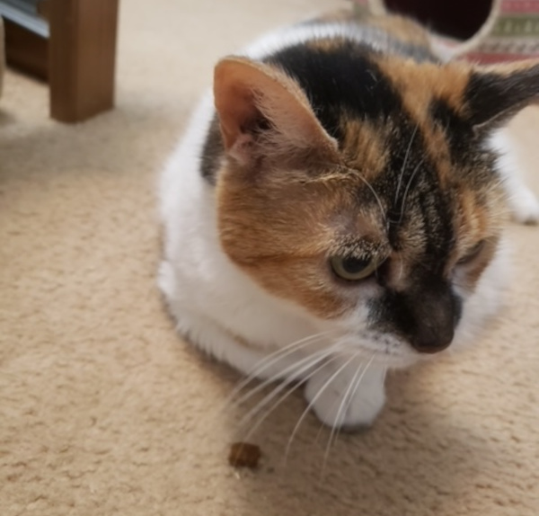 Mini Chat. declawed, cat, senior, female, adopt