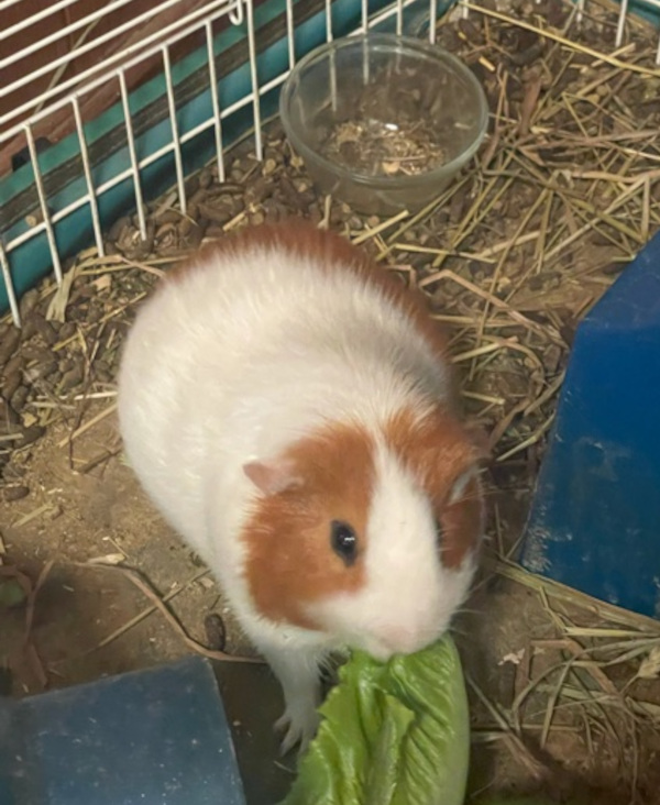 Opie. Guinea Pig for adoption
