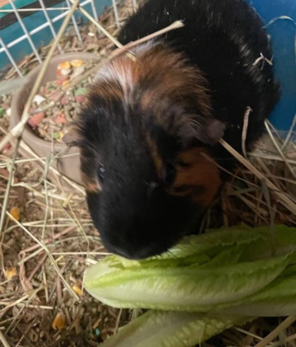 Wilbur. Guinea Pig for adoption