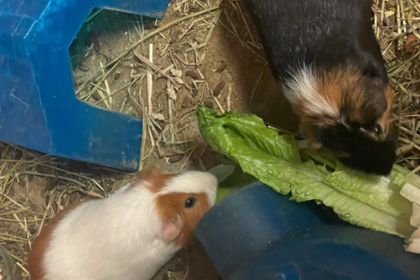 Opie and Wilbur. Guinea Pigs in need of new home