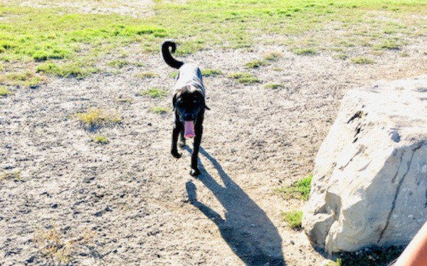 Bruno. Lab retriever puppy adoption, Durham Region, Toronto GTA