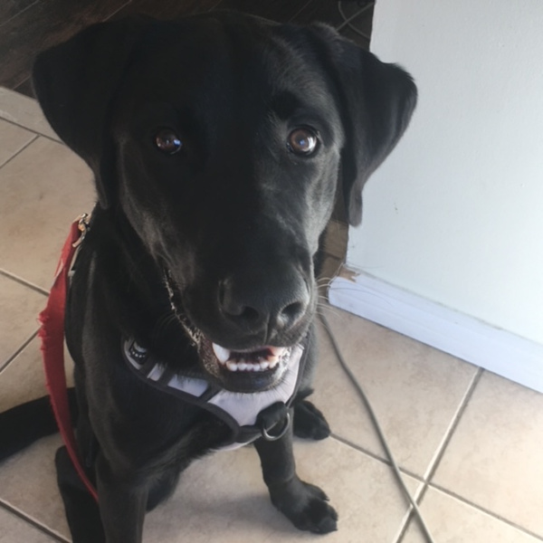 Bruno. Lab retriever puppy adoption, Durham Region, Toronto GTA