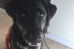 Bruno. Labrador Retriever Puppy, Finds New Forever Home 