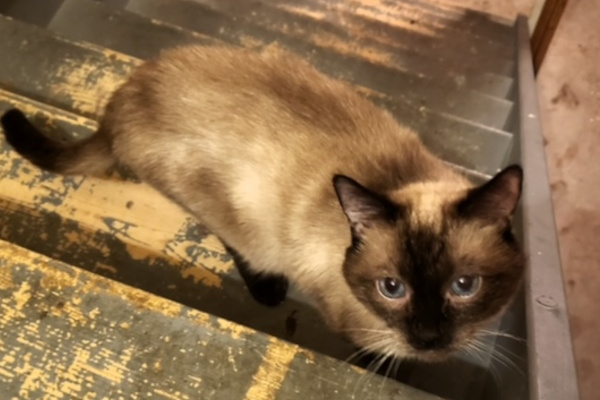 Caesar. Siamese cat for adoption