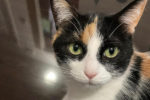 Cali. Sociable And Playful, Young, Calico Cat – ADOPTED 