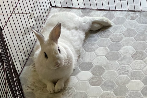 Max. Young rabbit for adoption