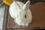 Max. Gorgeous, Male Rabbit, Neutered, Searching For Loving New Home 