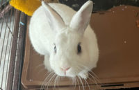 Max. Young rabbit for adoption