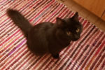 Mochie. Sweet, Playful, Male Kitten Finds A Forever Home 