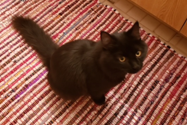 Mochie. Kitten for adoption