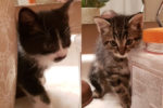 Sky And Nox. Rescue Kittens Lost Mother – Forever Home ..