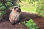 Bobo. Handsome Siamese Cross Cat. UPDATE – New Home Found 