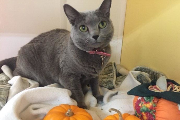 Senior cats for adoption. Toronto, GTA