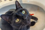Kylo. Young, Male Cat – UPDATE – Has Found New ..