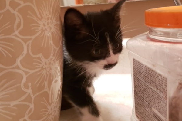 Nox. Rescue kitten for adoption