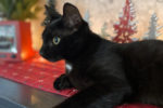 Allie. Playful And Friendly Female Kitten Finds A Great Forever ..