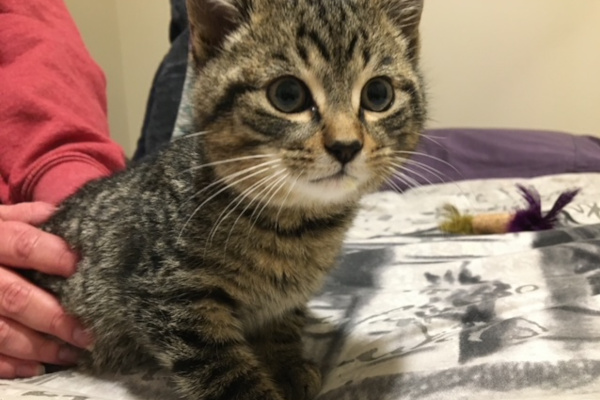 Myles. rescue kitten for adoption