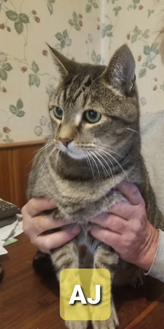 Three cats for adoption