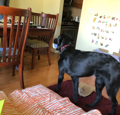 Bruno. labrador for adoption