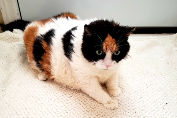 Helene. senior,declawed cat for adoption