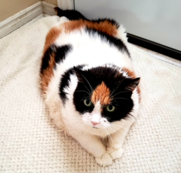 Helene. senior,declawed cat for adoption