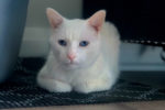 Snowdrop. Gorgeous, Male Cat Has Found His New Home 