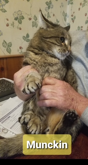 Three cats for adoption