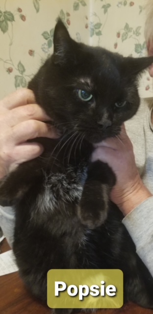 Three cats for adoption