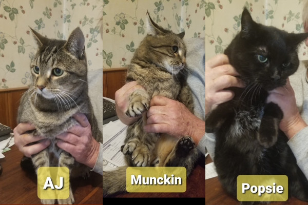 Three cats for adoption