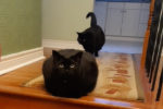 Blackie and Midnight. Female cats for adoption