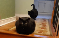 Blackie and Midnight. Female cats for adoption