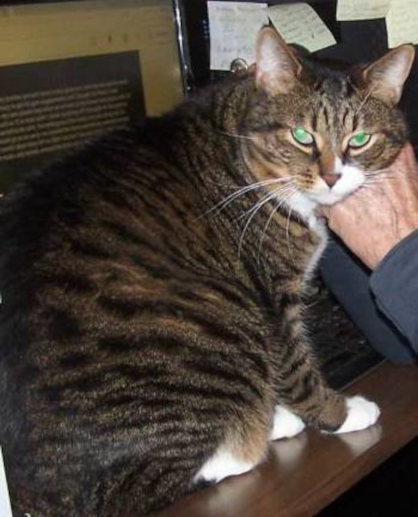 Alfredo. Cat for adoption