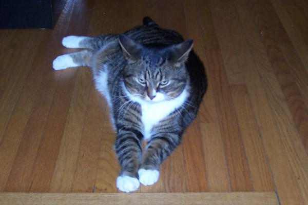 Alfredo. Cat for adoption