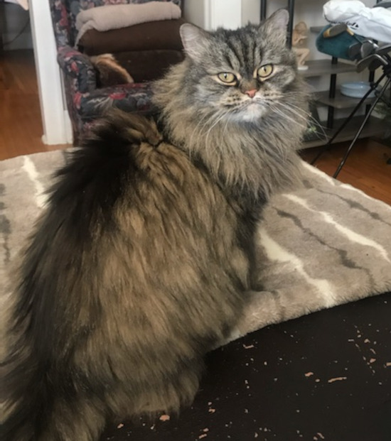 Ella. Persian mix cat for adoption
