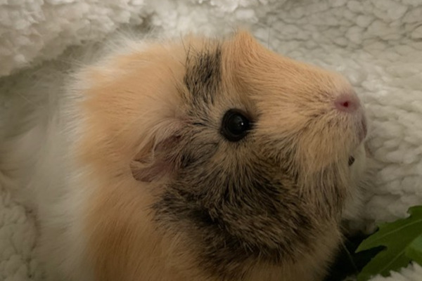 Pippin Lunz Adoptable Guinea Pigs