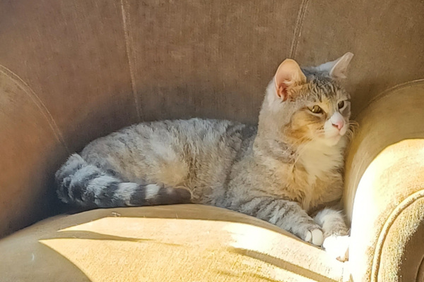 Milo. Cat for adoption