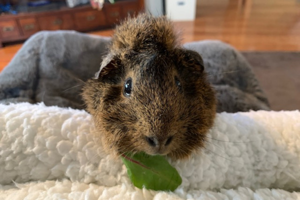 Pippin Lunz Adoptable Guinea Pigs