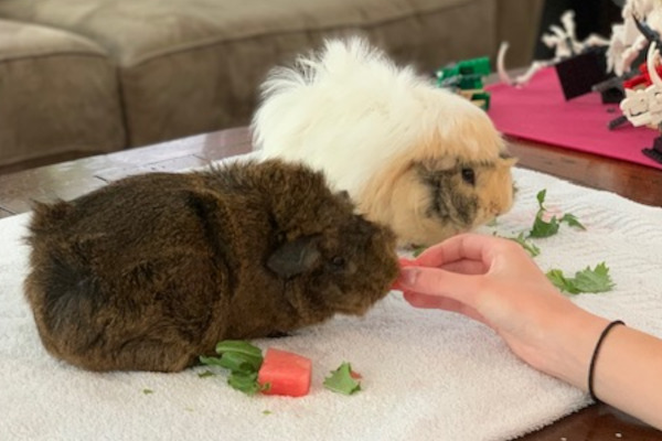 Pippin Lunz Adoptable Guinea Pigs