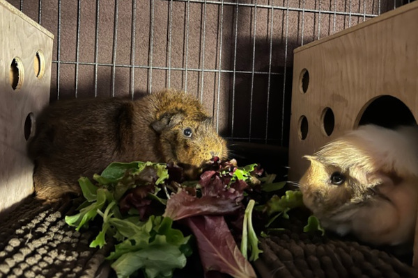 Pippin Lunz Adoptable Guinea Pigs