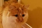 Butterscotch. Sociable, Beautiful, Male Cat Has Found His Great New ..