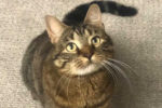 Floupette. Attractive, Playful, Male Cat Finds His New Forever Home 
