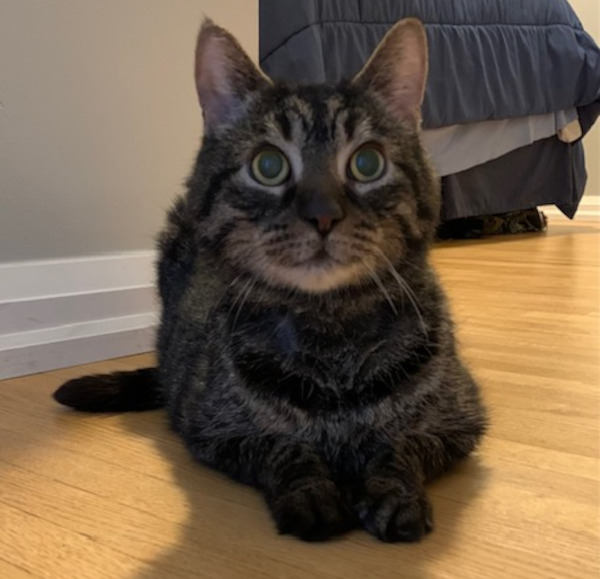 Mozart. declawed cat, male, for adoption
