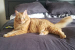 Caillou. Declawed, Male, All-Around Great Cat Has Found Loving New ..