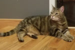 Chanelle. Affectionate, Gentle, Female Cat Has Found Her Forever Home 