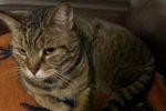 Marmicelle. Relaxed, Affectionate, Male Cat, Declawed. Finds New Home 