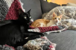 Sooty And Sweep. Young, Playful Male Cats, Bonded Pair Find ..