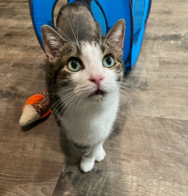 Cupcake. Young Cat, Male, People-Oriented, Needs A New Home