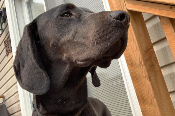 Milo. Vizsla Cross Dog for adoption